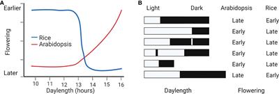 Bifunctional regulators of photoperiodic flowering in short day plant rice